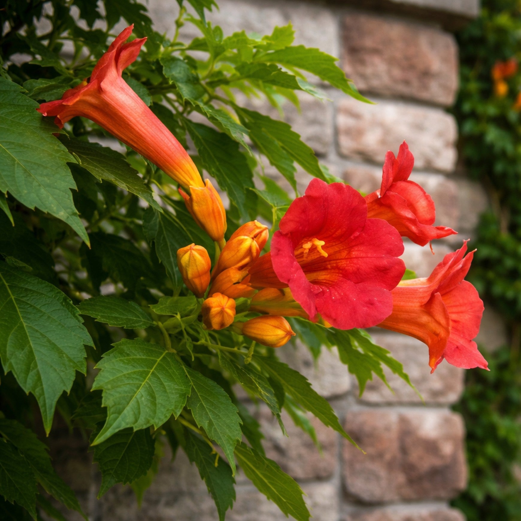 Madame Galen Trumpet Vine
