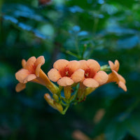 Madame Galen Trumpet Vine
