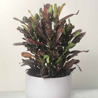 Almanac Planting Co: Mammy Croton plant with colorful twisted leaves in shades of red, orange, yellow, and green in white pot