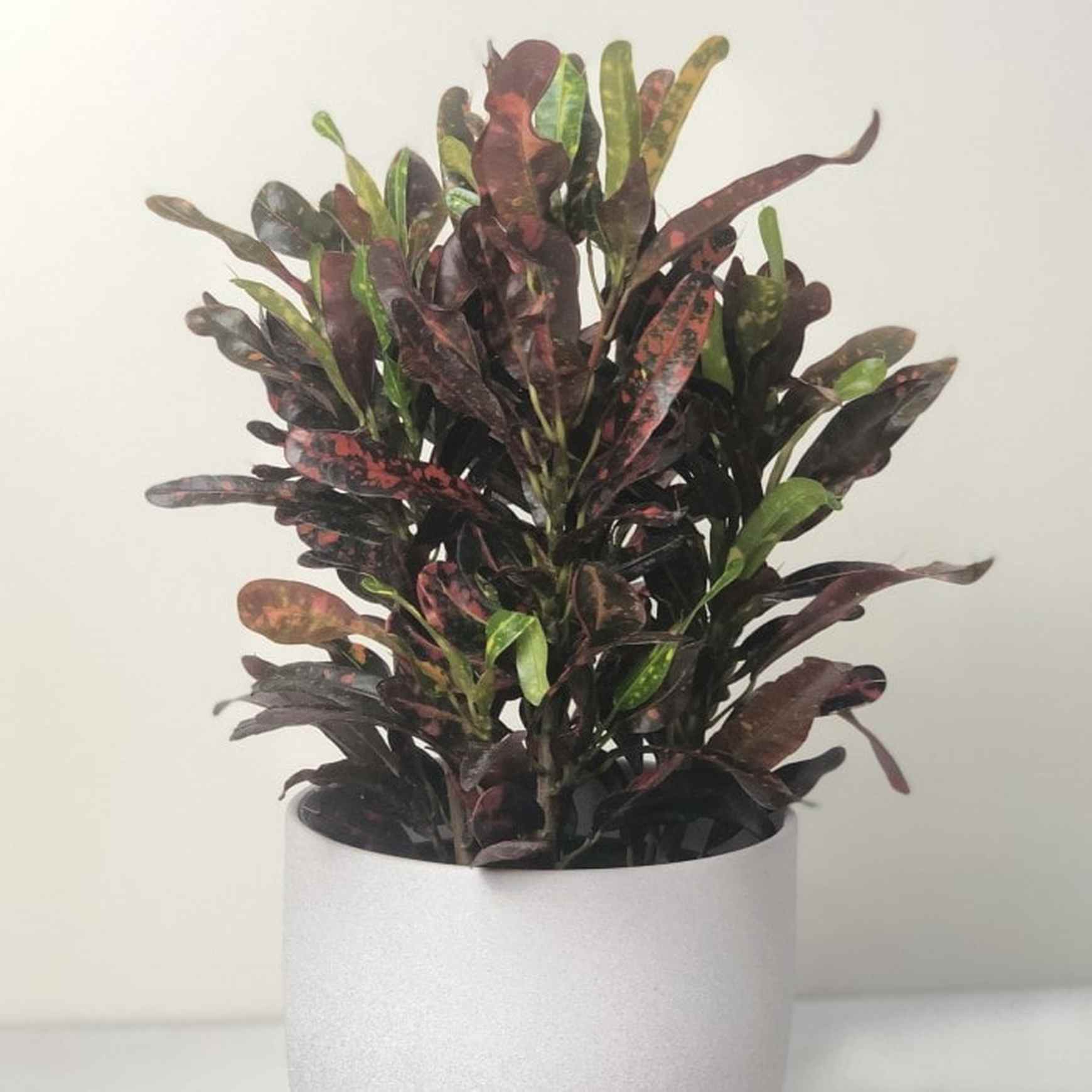 Almanac Planting Co: Mammy Croton plant with colorful twisted leaves in shades of red, orange, yellow, and green in white pot