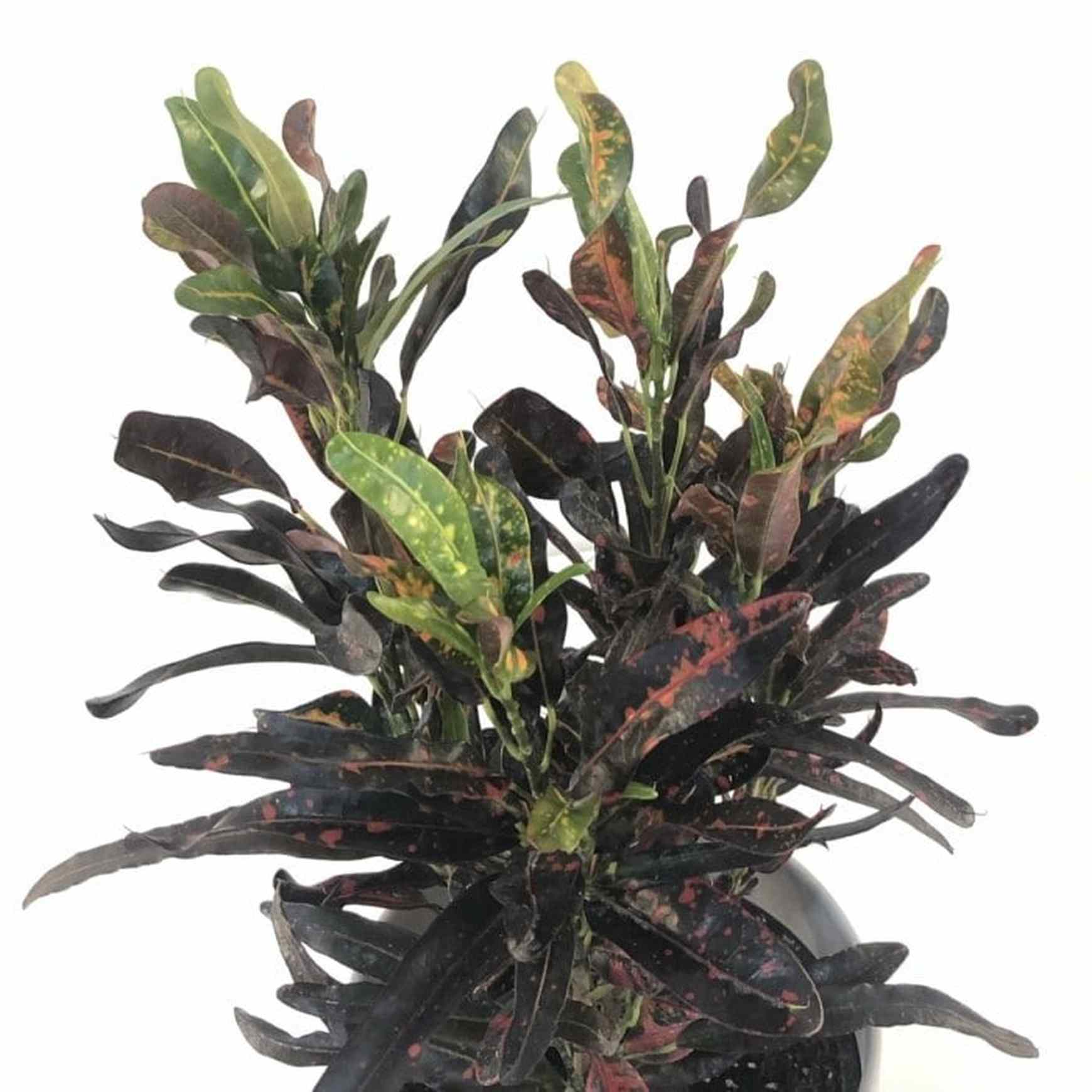 croton mammy images Mammy Croton