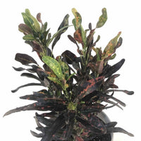 Almanac Planting Co: Close-up of Mammy Croton showing vibrant curled foliage with bold tropical colors and glossy texture