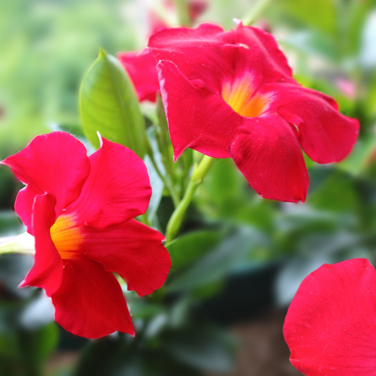 Almanac Planting Co: Red tropical vine flowers in cluster with unopened buds and green leaves