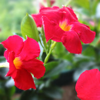 Almanac Planting Co: Red tropical vine flowers in cluster with unopened buds and green leaves