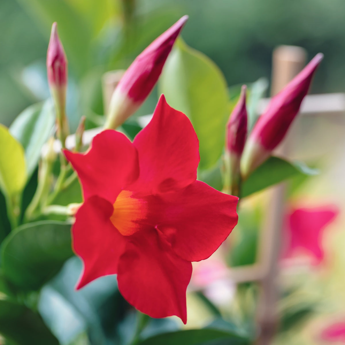 Almanac Planting Co: Tropical vine with large velvety red trumpet-shaped flowers and glossy foliage