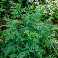 Marginal Wood Fern