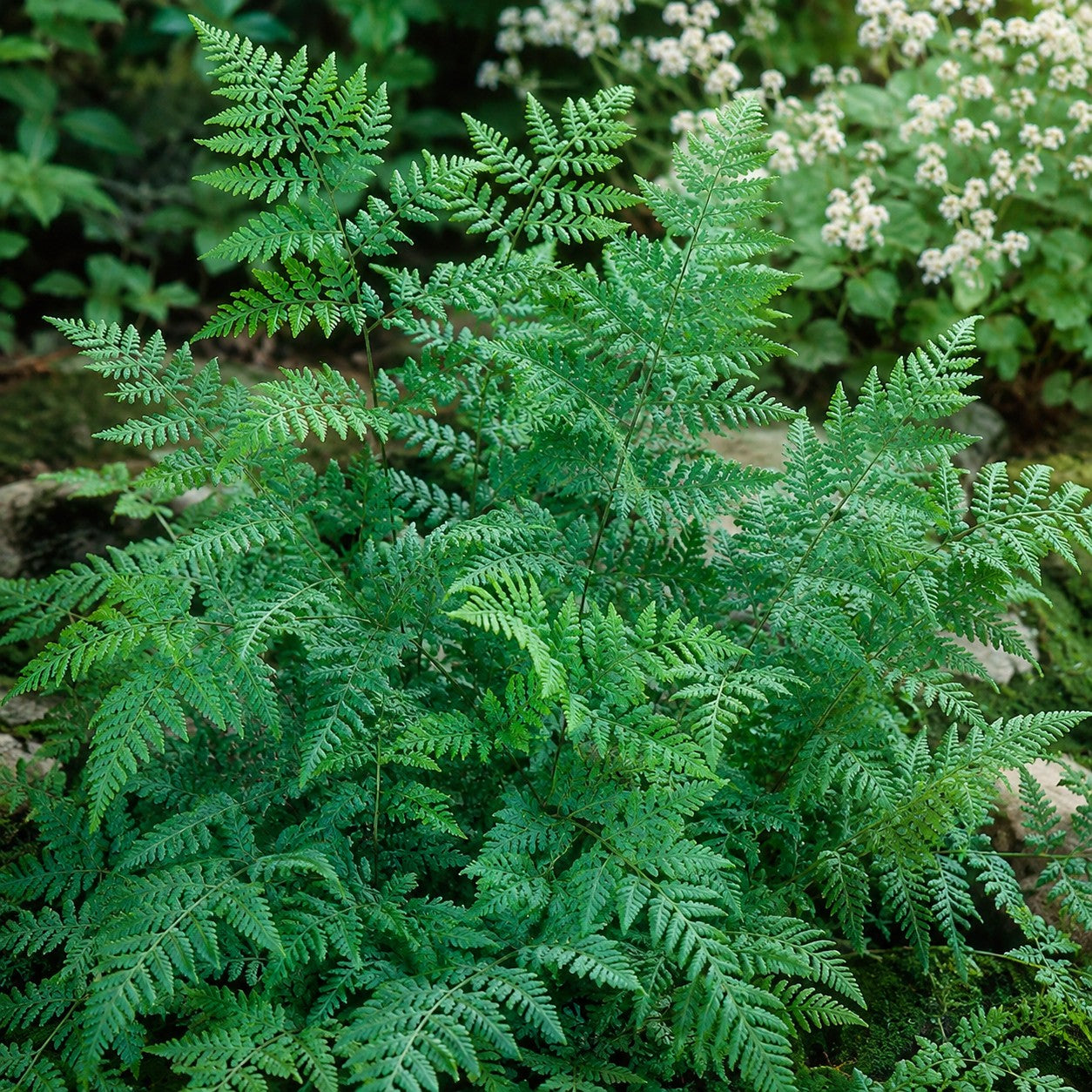 Marginal Wood Fern