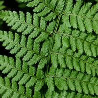 Marginal Wood Fern