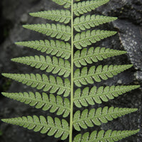 Marginal Wood Fern