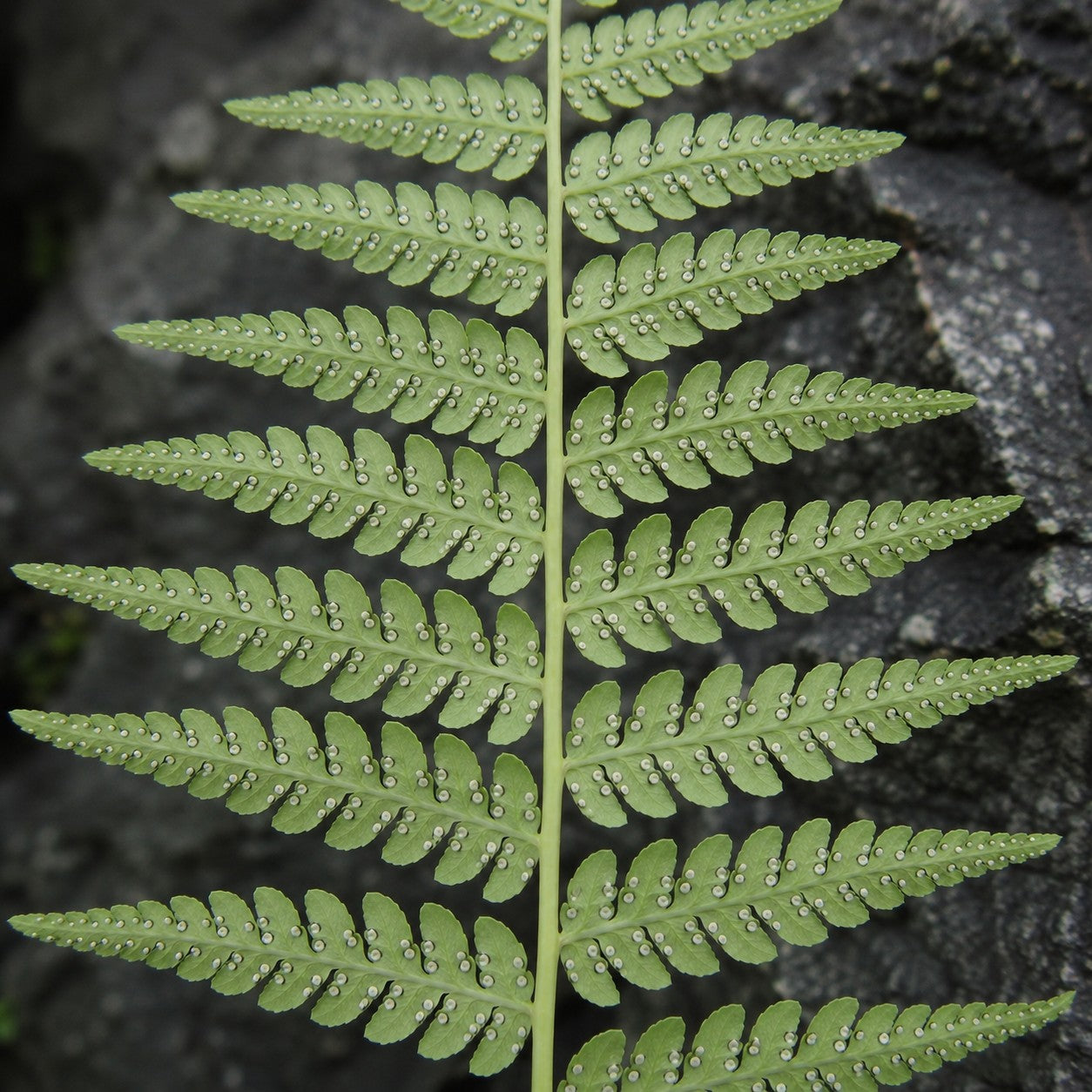 Marginal Wood Fern