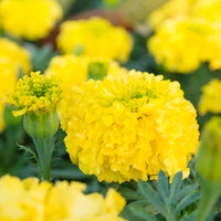 Almanac Planting Co: Coco™ Marigold ‘Yellow’ African marigolds blooming in summer garden planting