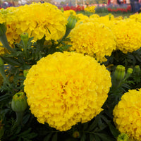 Almanac Planting Co: Coco™ Marigold ‘Yellow’ with large double flowers and strong upright stems