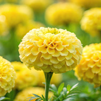Almanac Planting Co: Coco™ Marigold ‘Yellow’ flower close-up showing fully double golden-yellow bloom on long stem