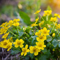 Marsh Marigold