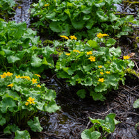 Marsh Marigold