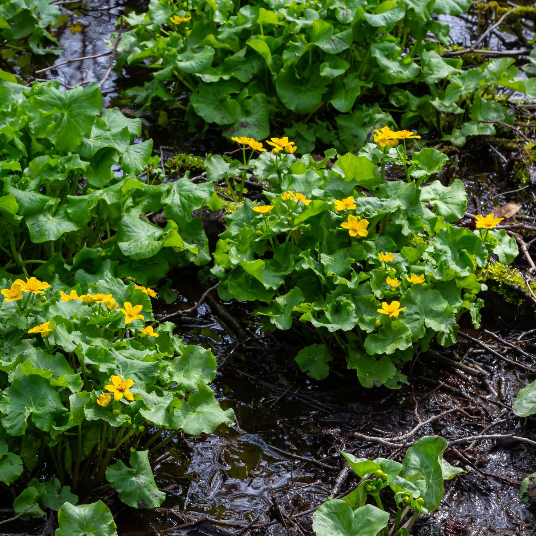 Marsh Marigold