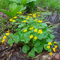 Marsh Marigold