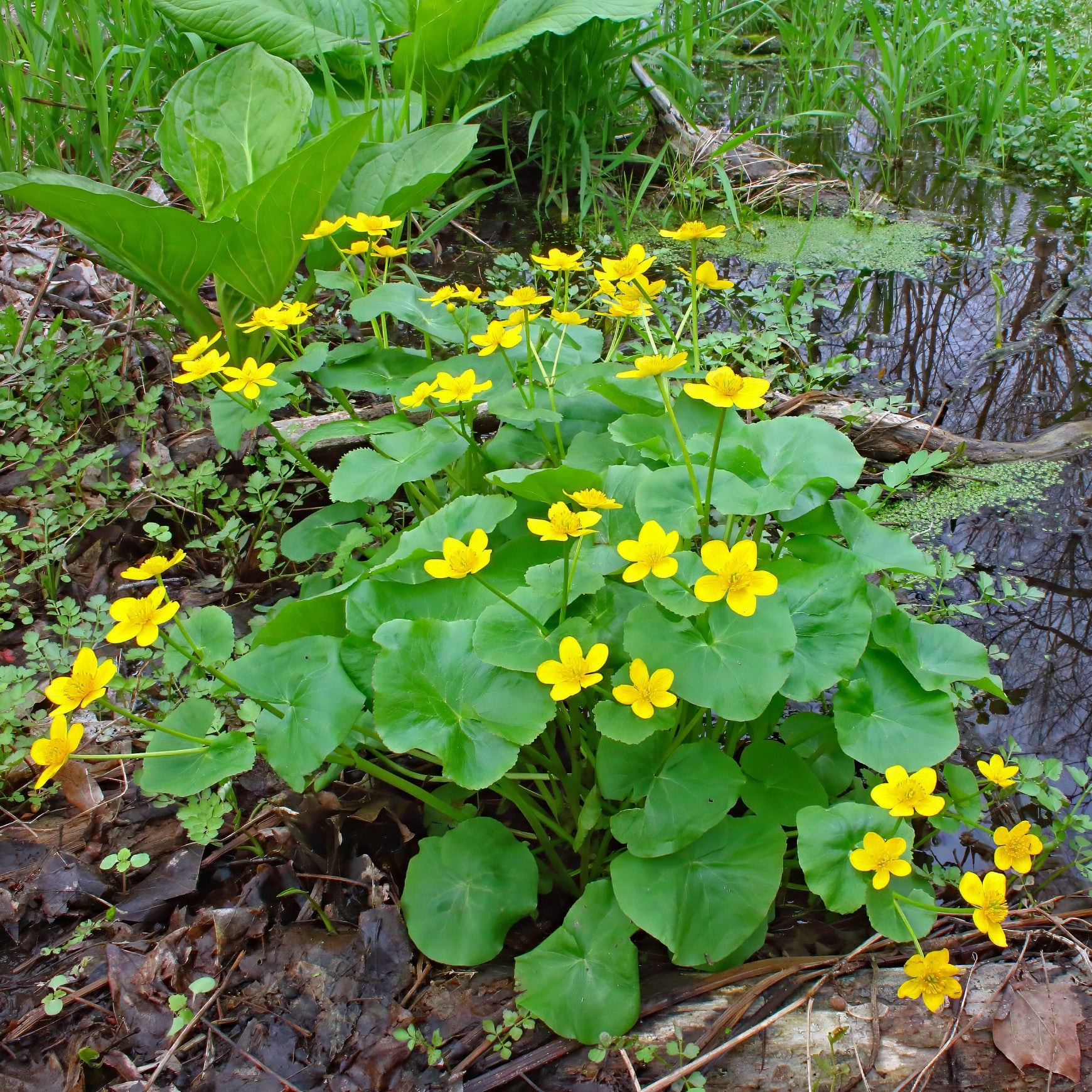 Marsh Marigold