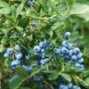 Almanac Planting Co Mini Blues Blueberry (Vaccinium corymbosum 'Mini Blues'). A cluster of ripe blueberries growing on the bush.