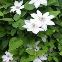 Flowering 'Miss Bateman' clematis vine enveloping a garden space, curated by Almanac Planting Co.