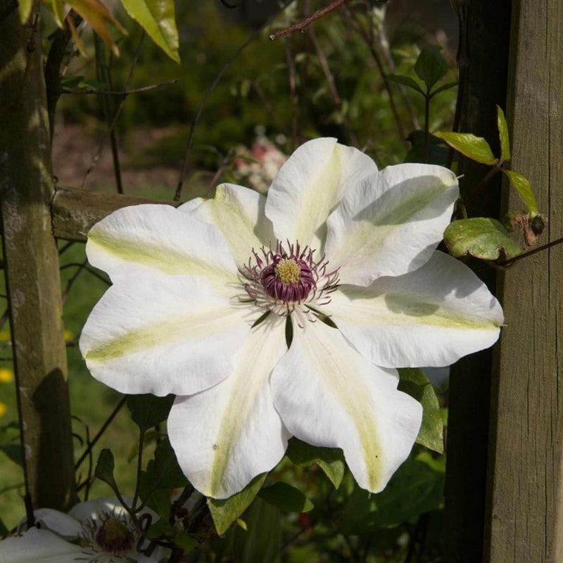 Miss Bateman Clematis