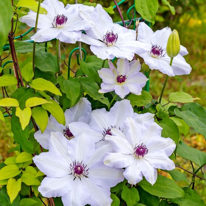Almanac Planting Co's climbing 'Miss Bateman' clematis vine with radiant white flowers and contrasting purple stamens.
