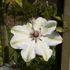 Sunlit 'Miss Bateman' clematis showcasing climbing and flowering elegance, offered by Almanac Planting Co.