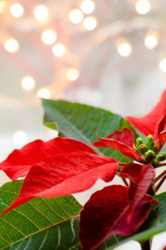 A red holiday novelty poinsettia with Christmas lights in the background
