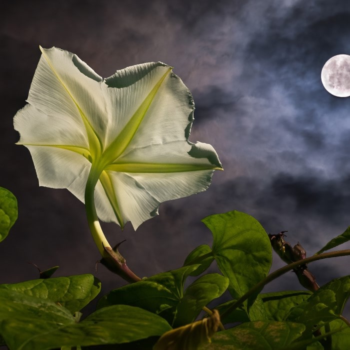 Almanac Planting Co: A stunning moonflower (Ipomoea alba) unfurls its large, fragrant blooms against a dramatic nocturnal backdrop, with a full moon accentuating its luminous white petals and contrasting with the dark night sky, ideal for night gardens and moon gardens.