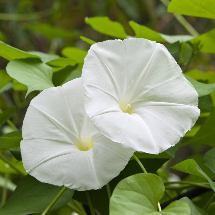 Almanac Planting Co: The elegant moonflower (Datura inoxia), displayed in full bloom, presents its pure white, trumpet-shaped flowers amid a lush setting of bright green foliage, perfect for attracting pollinators and adding a touch of romance to any garden landscape.