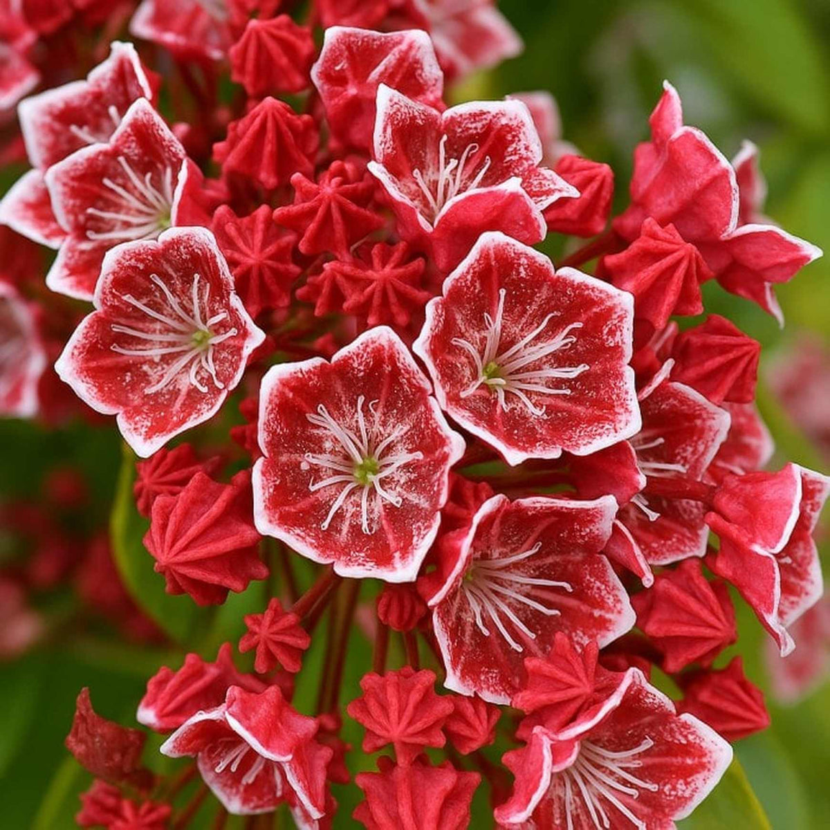 Almanac Planting Co: This close-up image of the Keepsake Mountain Laurel captures the bold contrast between unopened ruby-colored buds and the glossy, open blooms with white-bordered petals and pale green centers. A perfect visual for showcasing this standout flowering shrub.