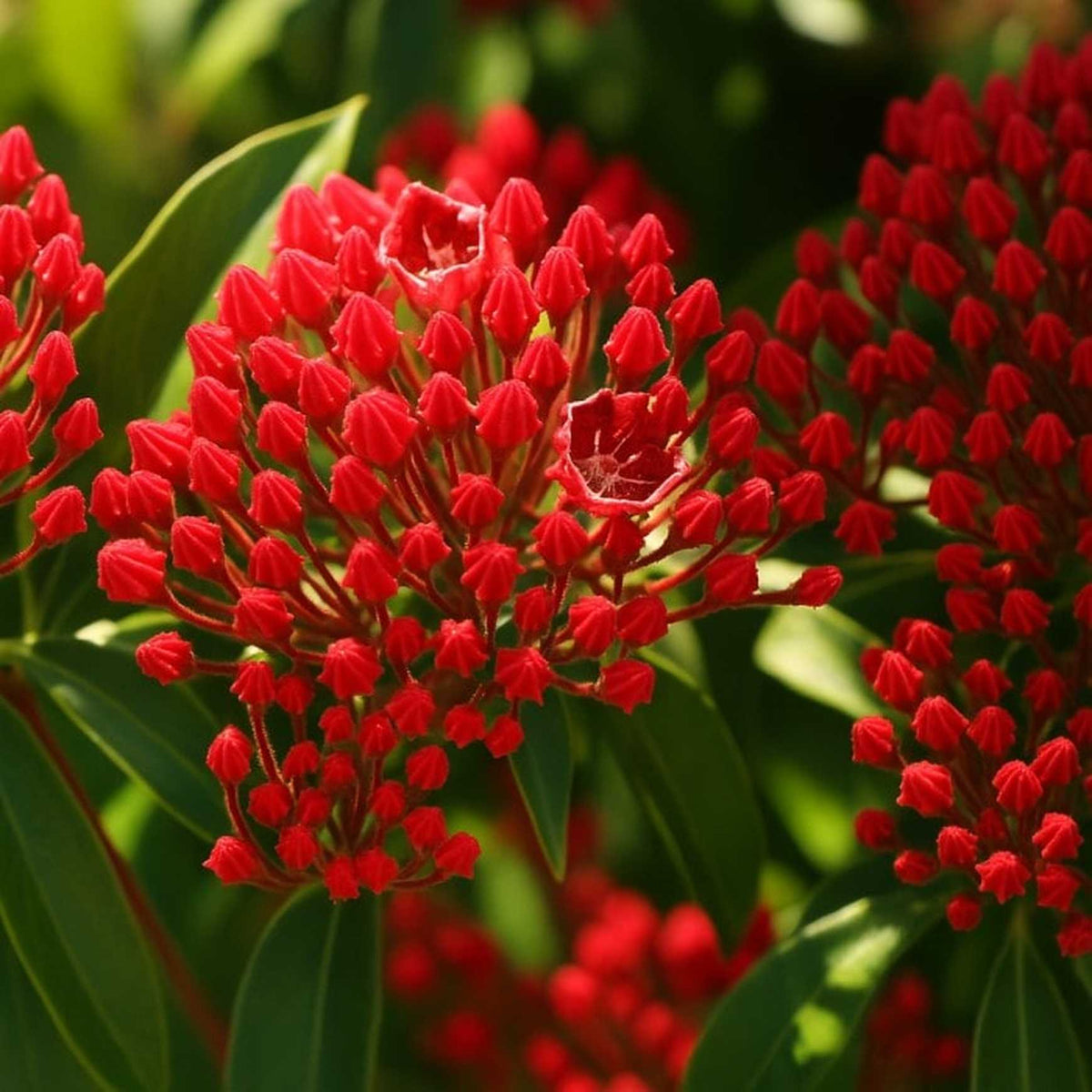 Almanac Planting Co: A rich cluster of deep red Keepsake Mountain Laurel blooms burst open in this vibrant photo. The star-like buds and saturated red flowers with crisp white edges make this Kalmia latifolia cultivar a striking highlight in any native or woodland garden.