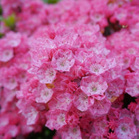 Almanac Planting Co: A close-up view of 'Pink Globe' Mountain Laurel shows the intricate beauty of its rose-pink flowers and bold evergreen foliage. Perfect for pollinator-friendly landscapes, this native shrub delivers standout color and texture in partially shaded garden beds or naturalized settings.