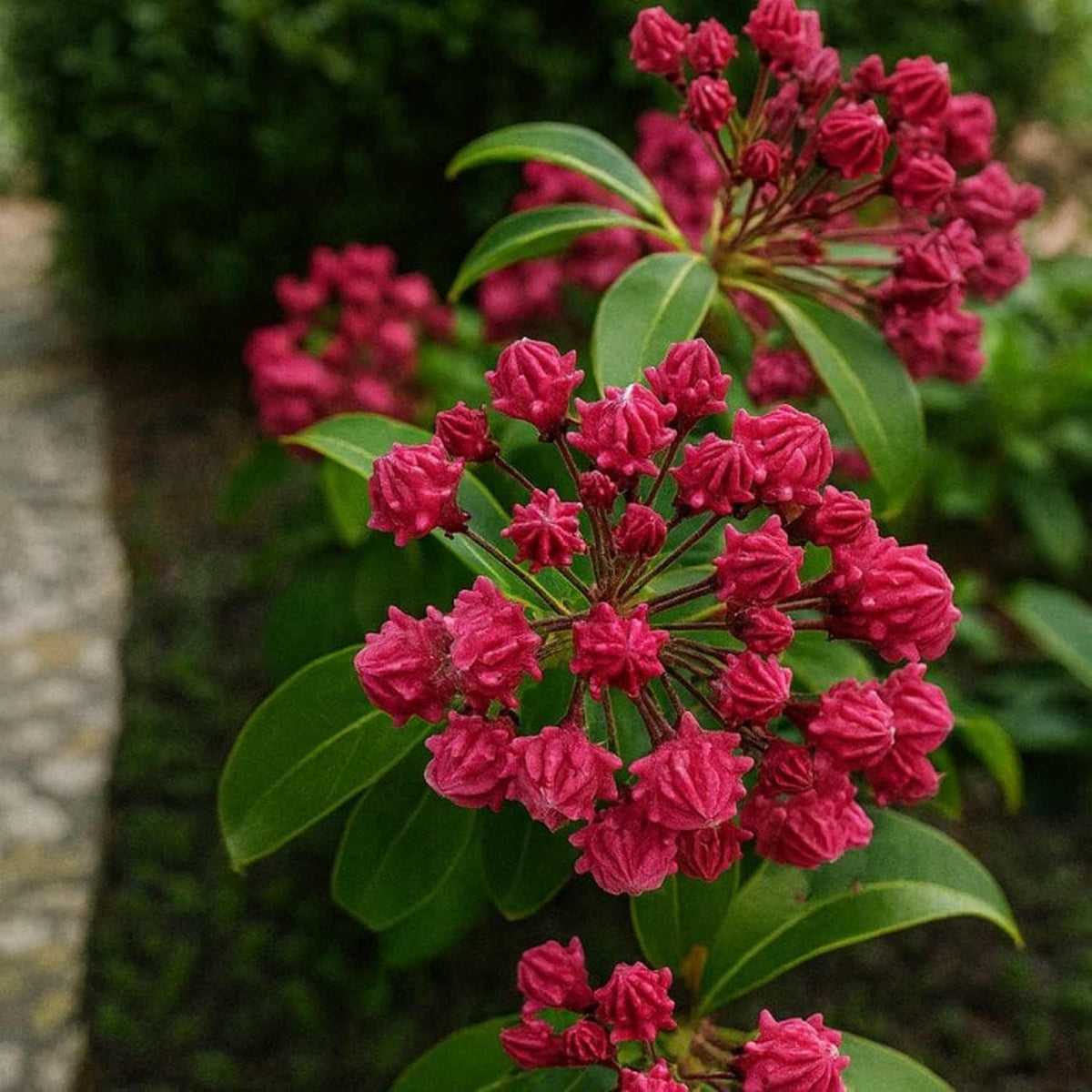 Almanac Planting Co: Stoplight Mountain Laurel in full bud, showing dense clusters of vivid red blooms set against glossy evergreen foliage.