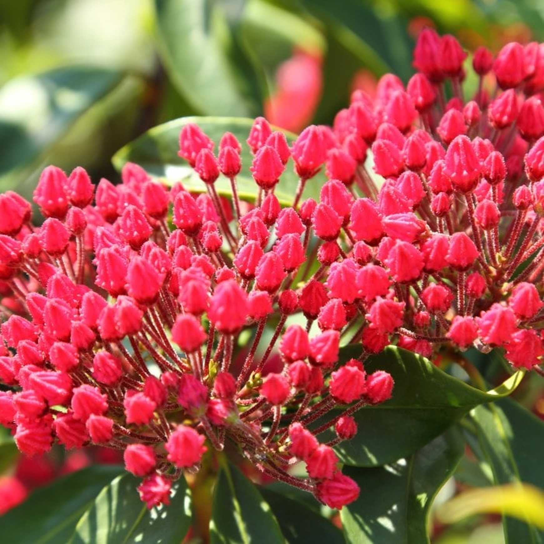 Almanac Planting Co: Close-up of Stoplight Mountain Laurel flower buds revealing the compact, clustered form and deep red color unique to this variety.