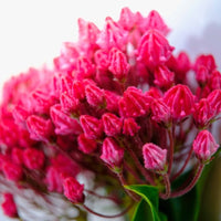 Almanac Planting Co: Mature Stoplight Mountain Laurel shrub with rich red buds and leathery green leaves, ideal for shaded garden borders.