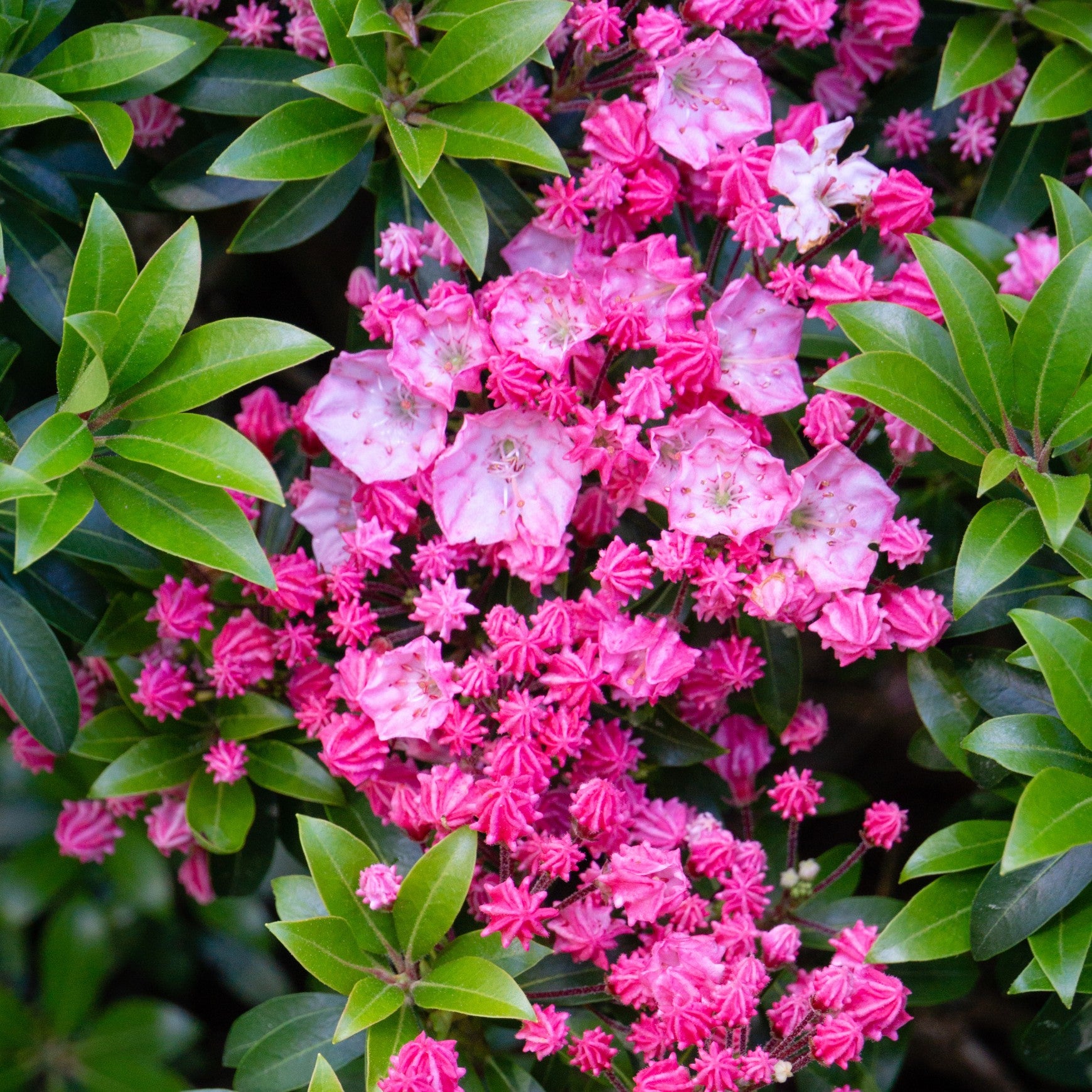 Almanac Planting Co: Mountain Laurel ‘Tiddlywinks’ in bloom, showing dense clusters of pink and white flowers set against glossy evergreen foliage.