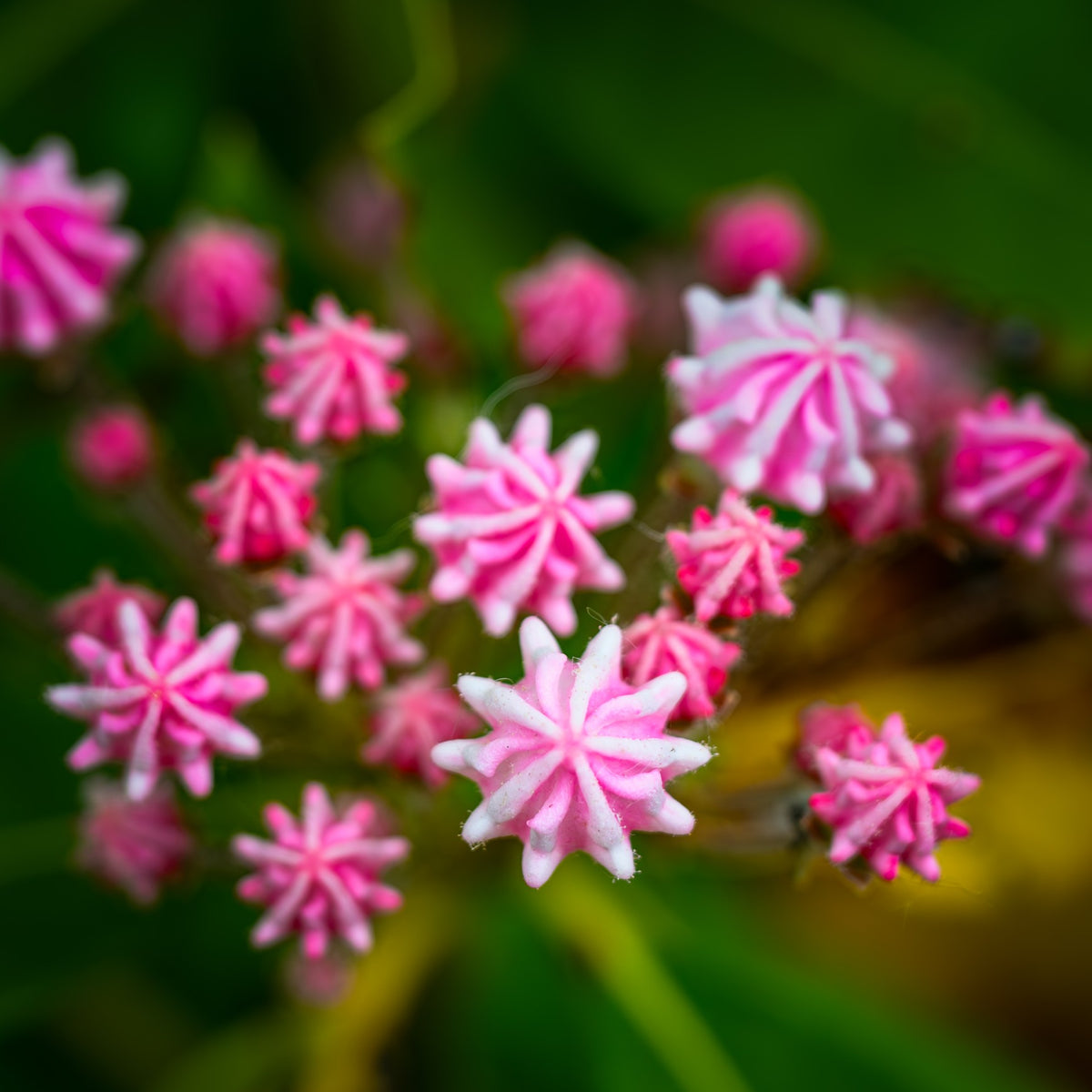 Almanac Planting Co: Close-up of Mountain Laurel ‘Tiddlywinks’ flowers, highlighting star-shaped pink blooms with pale centers and fine floral detail.