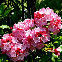 Almanac Planting Co: Dwarf Mountain Laurel 'Tinkerbell' in full bloom, displaying clusters of vivid pink flowers with star-shaped centers against glossy green foliage, perfect for adding vibrant color and structure to shaded landscape beds.