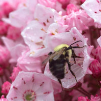 Almanac Planting Co: A close-up view of a bumblebee gathering nectar from a cluster of soft pink blooms on Dwarf Mountain Laurel 'Tinkerbell', highlighting the plant’s delicate floral details and pollinator-friendly appeal in a shaded garden setting.