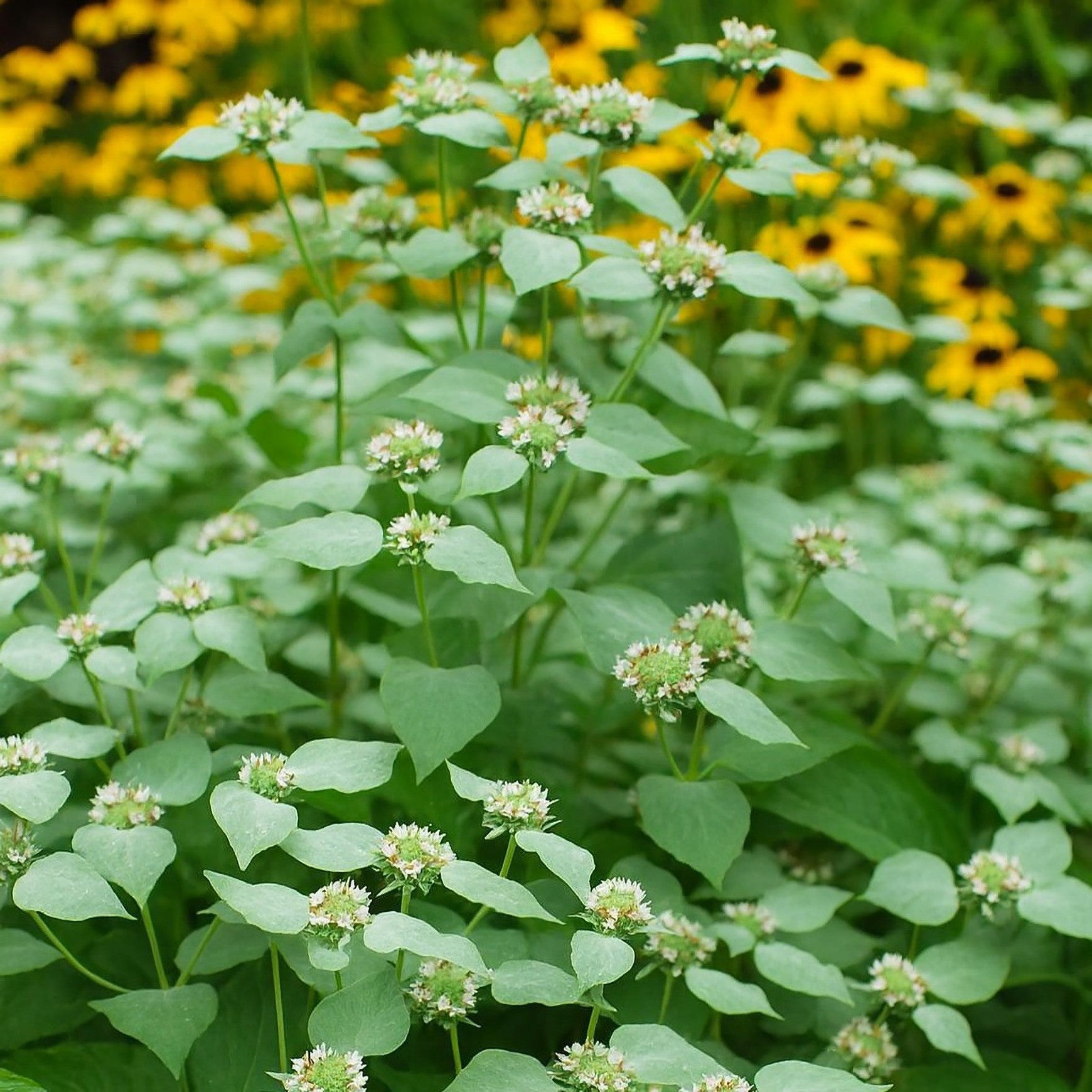 Almanac Planting Co: Pycnanthemum muticum Mountain Mint – silver-bracted native perennial attracting heavy pollinator activity in summer gardens