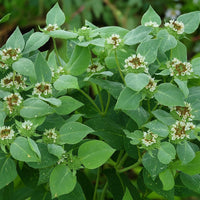 Almanac Planting Co: Mountain Mint (Pycnanthemum muticum) – aromatic foliage and soft silver bracts on a vigorous wildlife-friendly native plant