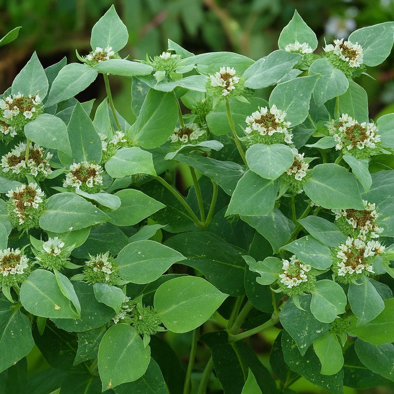 Almanac Planting Co: Mountain Mint (Pycnanthemum muticum) – aromatic foliage and soft silver bracts on a vigorous wildlife-friendly native plant