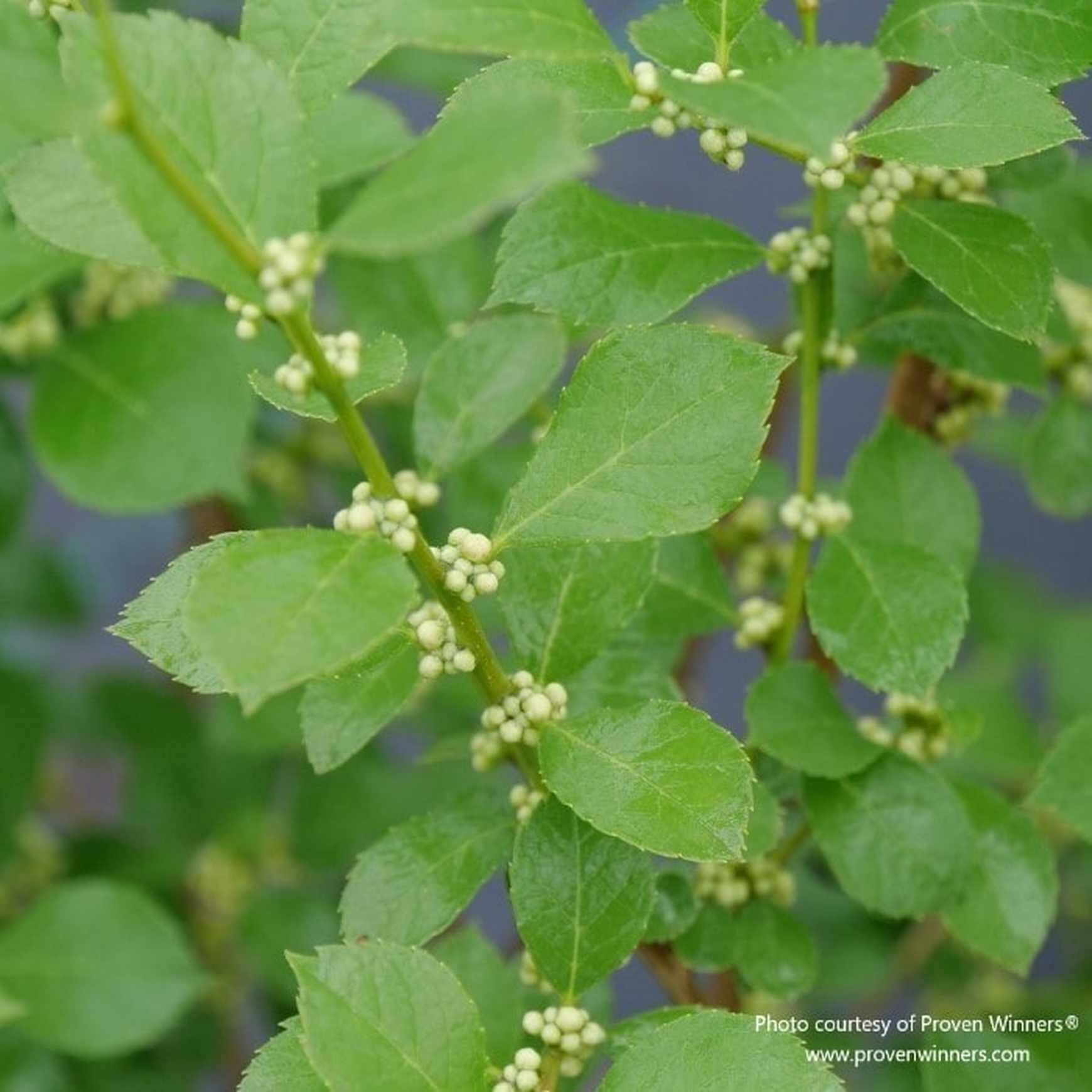 Almanac Planting Co: The delicate blossoms of Mr. Poppins® Winterberry Holly (Ilex verticillata) in full bloom. The tiny, yet intricate white flowers are a magnet for pollinators and are essential for those focusing on biodiversity and native planting in their eco-friendly gardens.