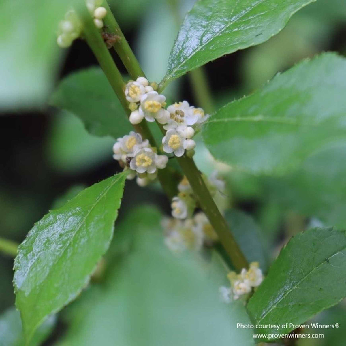 Almanac Planting Co: This image presents the vibrant pre-bloom stage of Mr. Poppins® Winterberry Holly (Ilex verticillata), where tight clusters of buds are nestled among rich green leaves, signaling the onset of a colorful display. This plant is a perfect choice for gardeners looking to attract birds and create winter interest in their landscape designs.