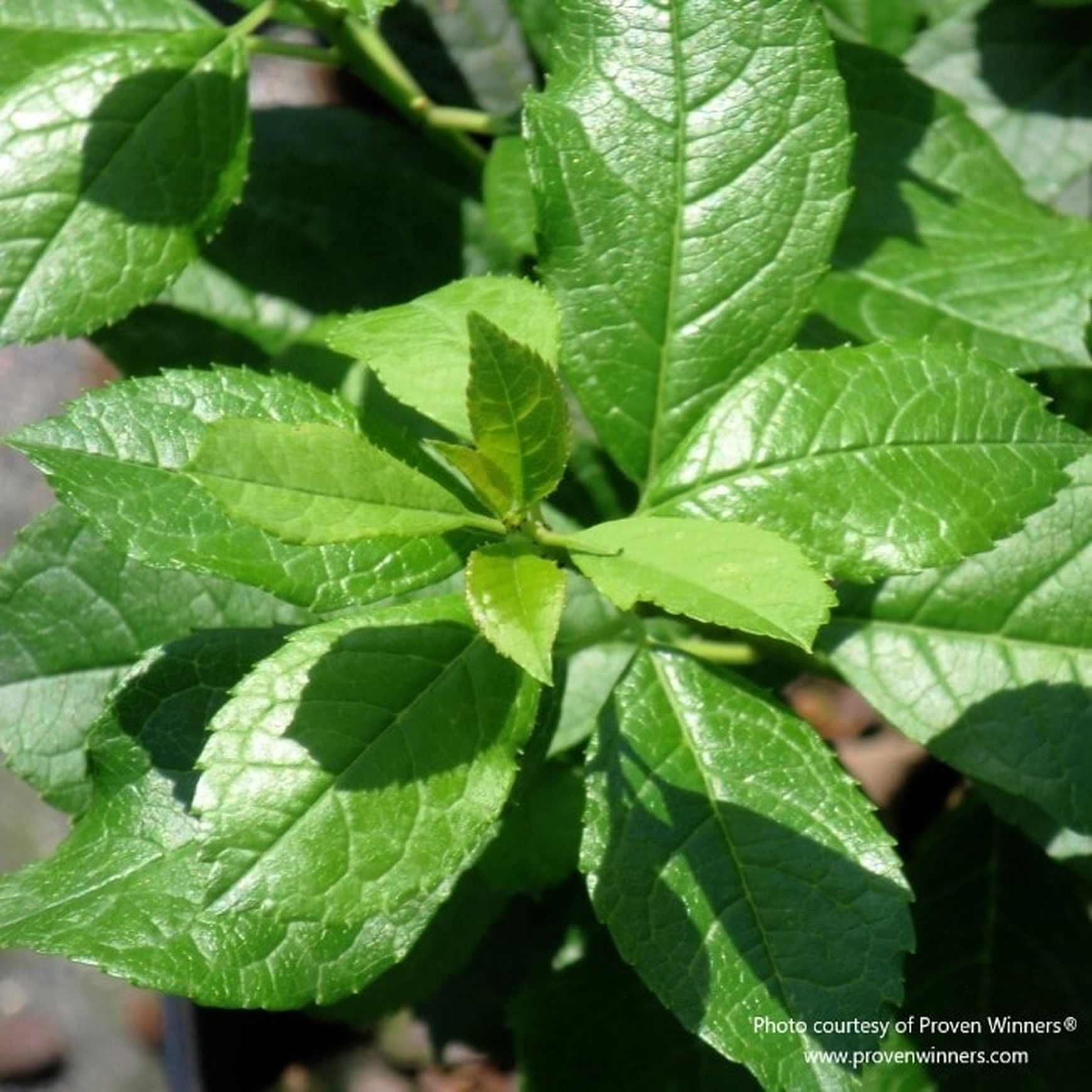 Almanac Planting Co: Showcasing the lush foliage of Mr. Poppins® Winterberry Holly (Ilex verticillata), this image highlights the plant's robust green leaves, a staple for creating dense, natural privacy screens or hedges in landscaping, while also providing essential habitat for wildlife.