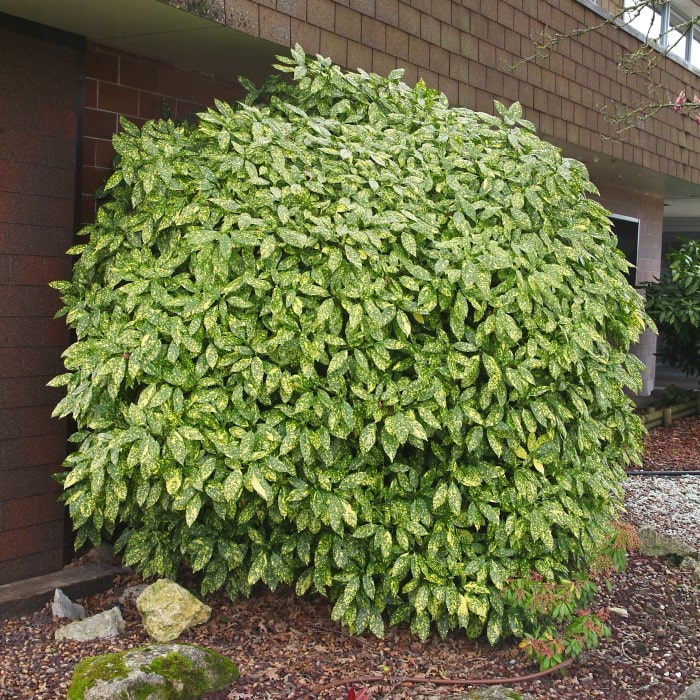 Almanac Planting Co: Aucuba japonica 'Mr. Goldstrike' growing alongside of a house. The shrub is mature.