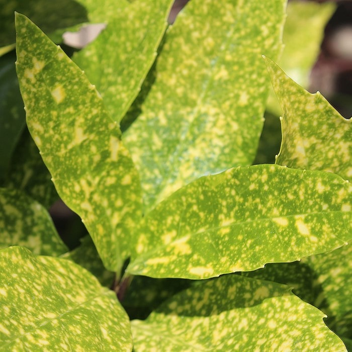 Almanac Planting Co: Aucuba japonica 'Mr. Goldstrike' (Japanese Laurel). A close up image of the yellow and green speckled foliage.