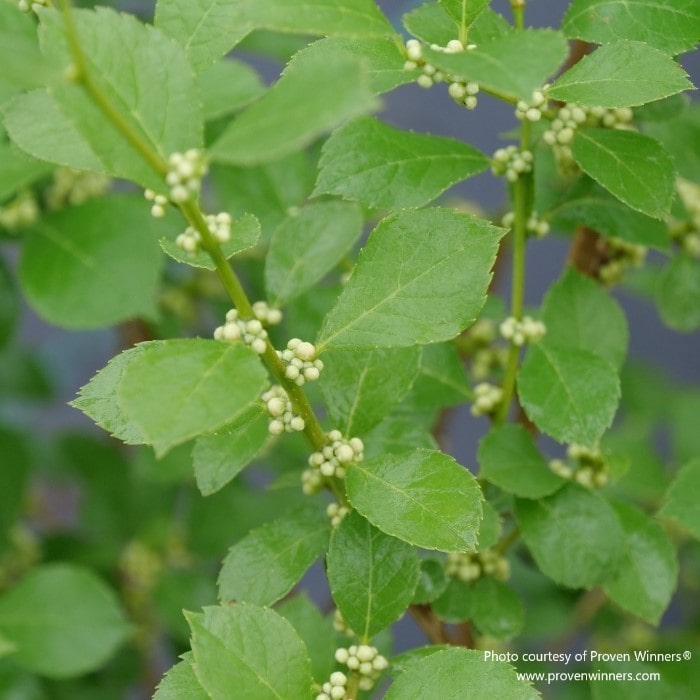 Mr. Poppins® Winterberry Holly | Ilex verticillata – Almanac Planting Co