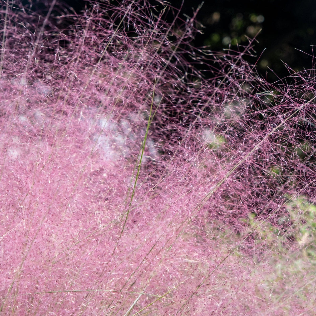 Almanac Planting Co: Airy ruby-pink plumes of ornamental grass creating soft cloud-like texture